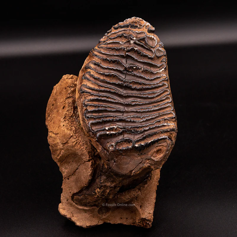 Own a Piece of Prehistory