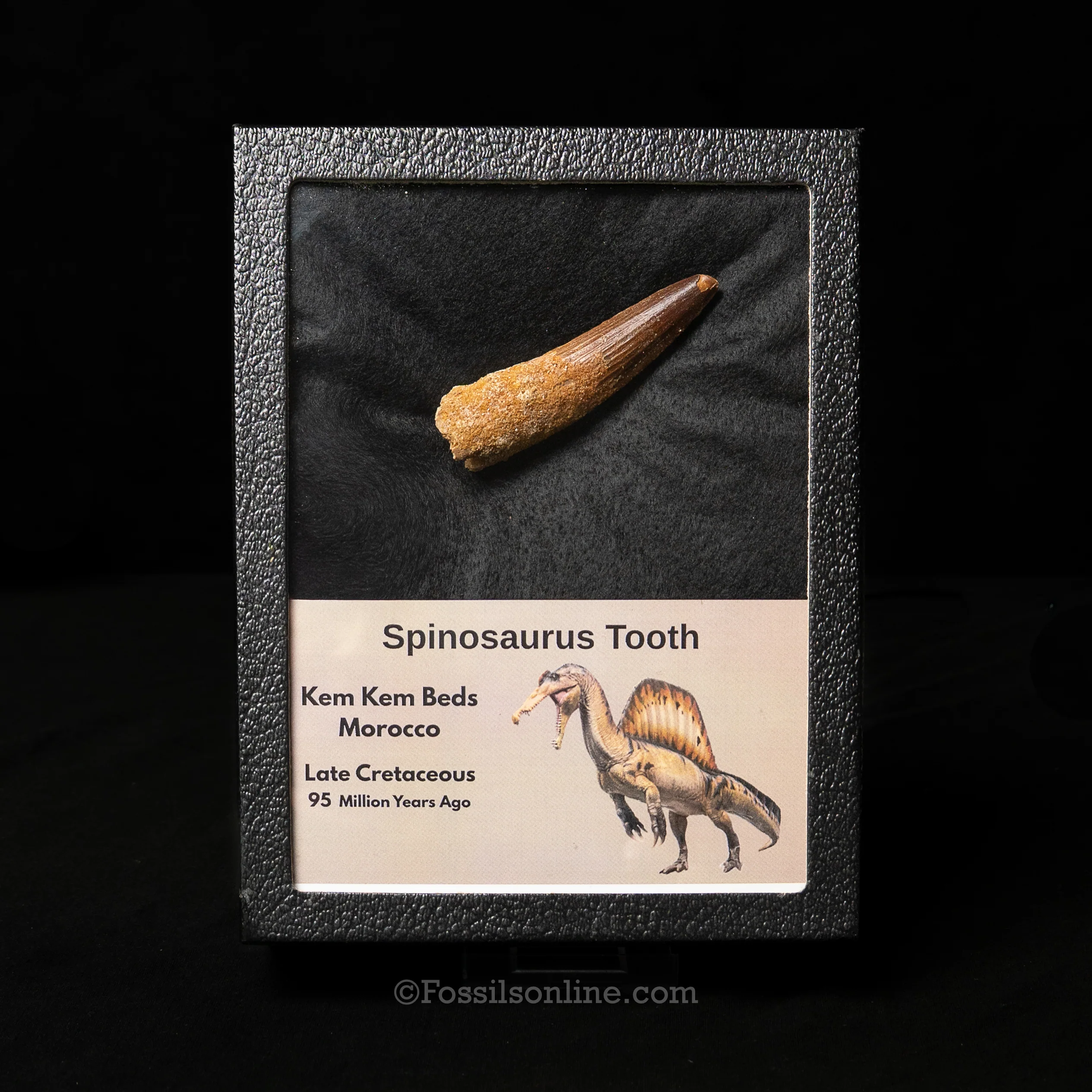Dinosaur Teeth for Sale